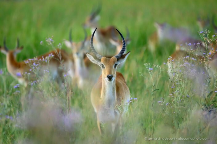Lechwe antelope in an unusually green savanna, Botswana