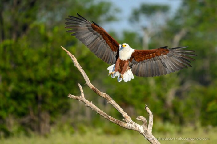 African Fishing Eagle landing on a dead tree