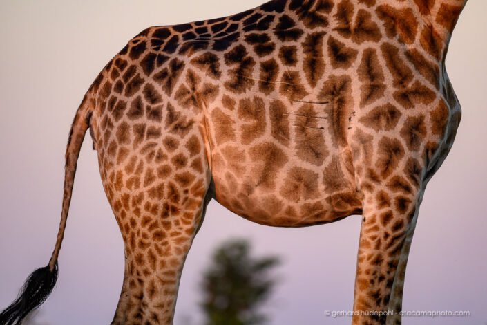 Giraffe flank with scratch marks from lion attack