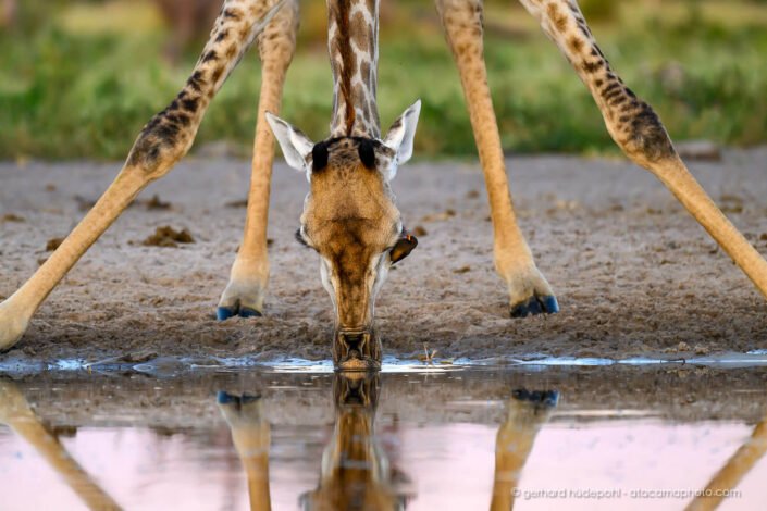 Drinking giraffe with oxpecker near the eye