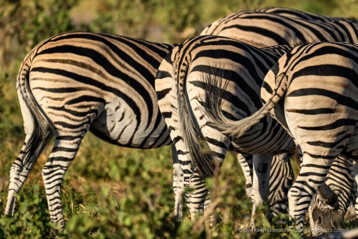 Zebra butts, Okavango Delta