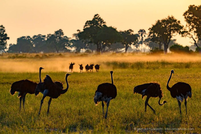 Ostriches gathering at sunset with Wildebeest in the background, Okavango Delta