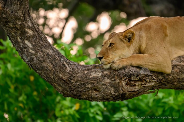 Lion relaxing on a tree, Okavango Delta, Botswana