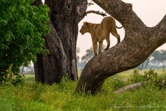After a rest on a tree a lioness is getting ready for a hunt, Botswana
