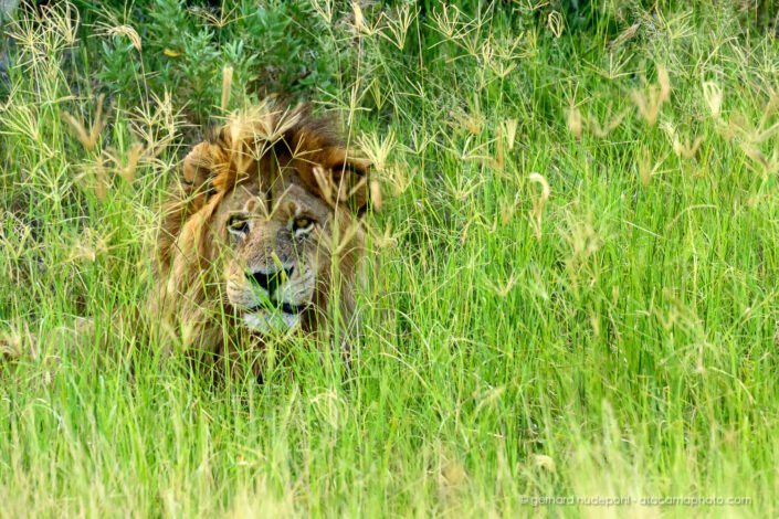 Male lion hiding in the grass, Okavango Delta