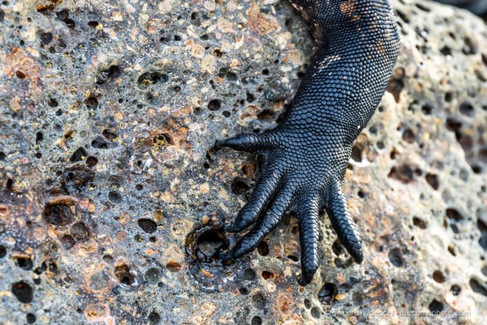 Close up of Marine Iguana hand on a volcanic rock, Galapagos
