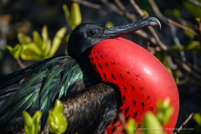 Great Frigatebird (Fregata minor) displaying with his red pouch inflated