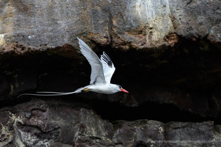 Red-billed Tropicbird (Phaethon aethereus), Genovesa Island Galapagos