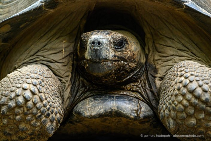 Galapagos Giant Tortoise portrait, Santa Cruz Island Galapagos
