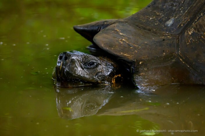 Galapagos Giant Tortoise (Chelonoidis niger), Santa Cruz Island Galapagos
