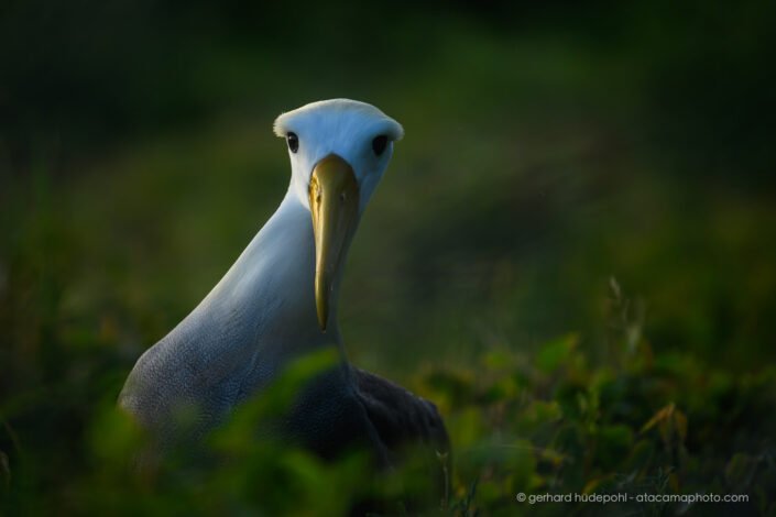 Waved Albatross (Phoebastria irrorata) are critically endangered, Galapagos Islands