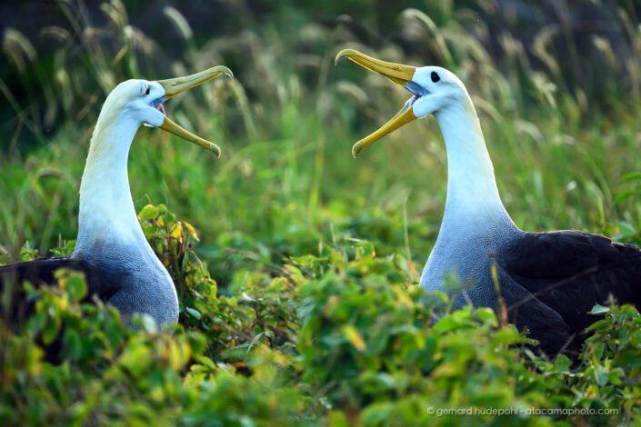 Courting Waved Albatross (Phoebastria irrorata), Galapagos