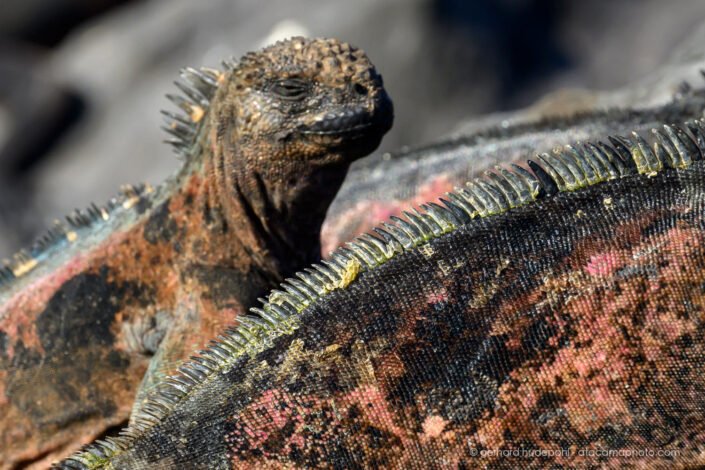 Galapagos Marine Iguana