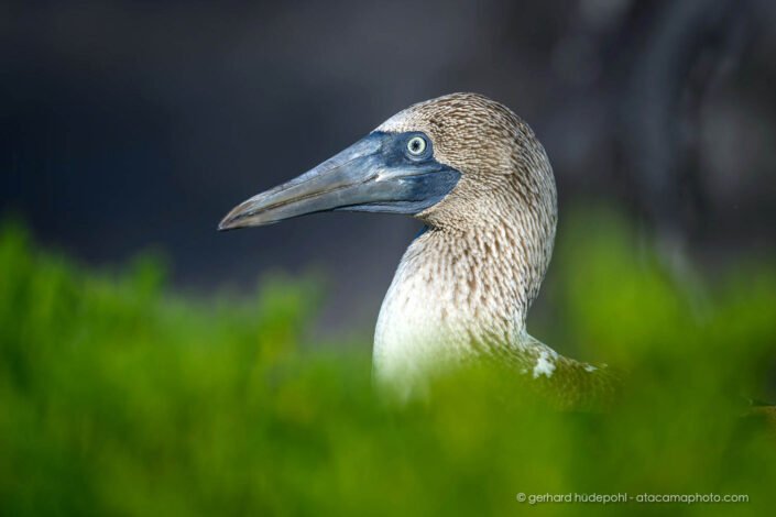 Blue-footed Boobie portrait, Galapagos