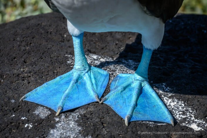 That's why blue-footed boobies (Sula nebouxii) are named so.