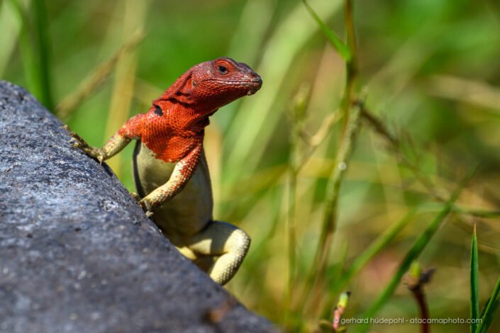 Española Lava Lizard(Microlophus delanonis), Galapagos