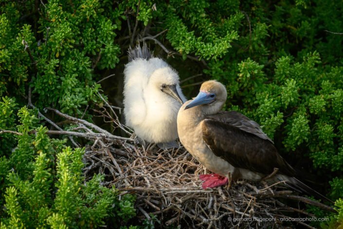 Red-footed Booby on its nest with a chick, San Cristobal Island