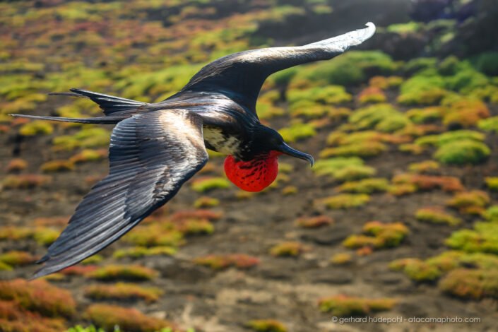Great Frigatebird(Fregata minor) in flight with red gular sac inflated