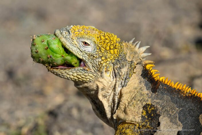 Galapagos land iguana feeding on a spiny cactus fruit