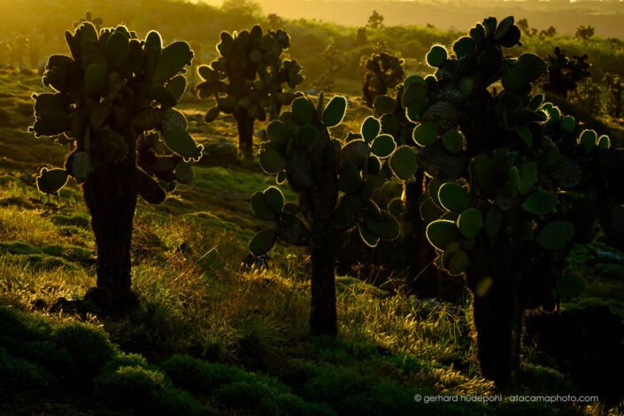 Giant Opuntia cactus forest in backlight, Santa Cruz Island