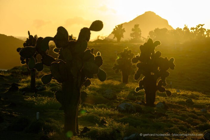 Forest of giant Opuntia cacti, Santa Cruz Island Galapagos