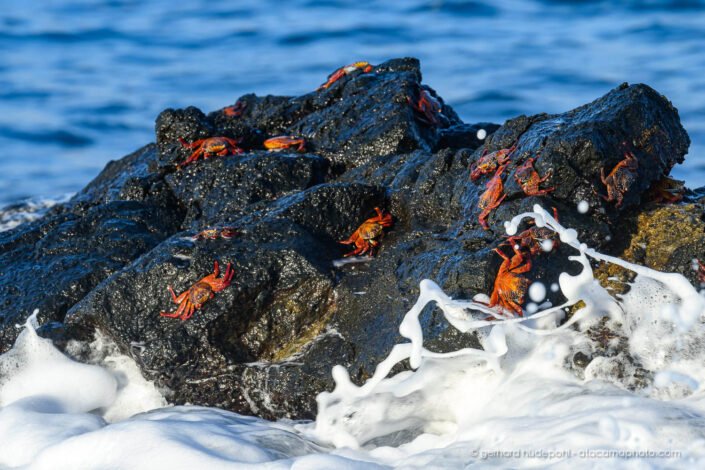 Rocks covered with red Sally Lightfoot crabs, Santiago Island Galapagos
