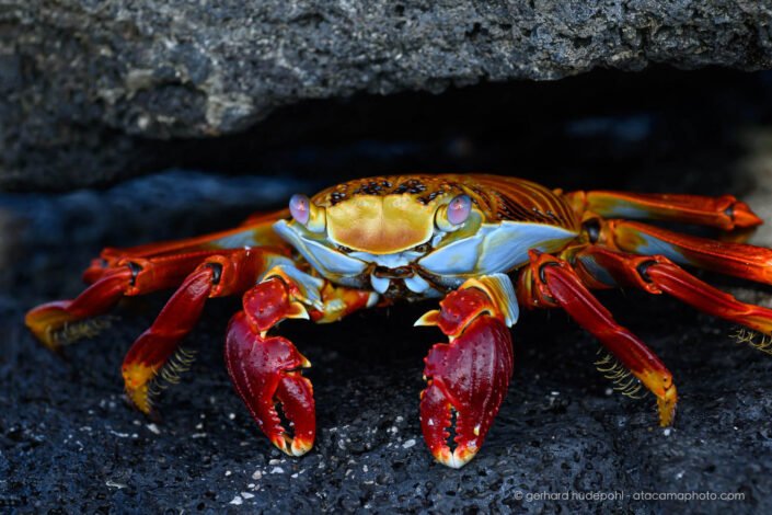 Sally Lightfoot Crab(Grapsus grapsus), Galapagos