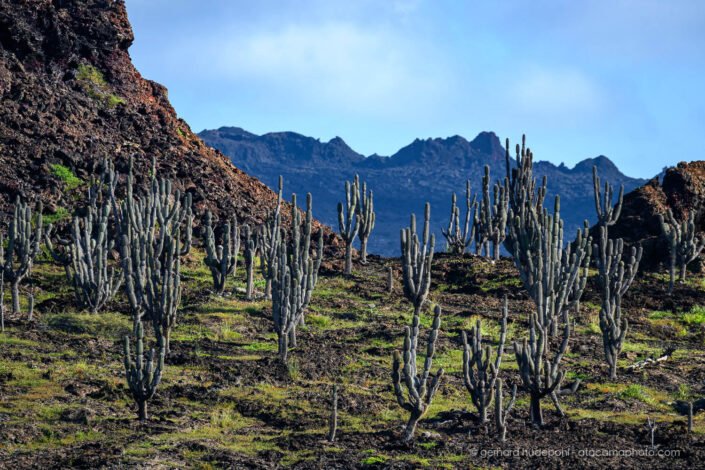 Candelabre cactus forest on Santiago Island, Galapagos