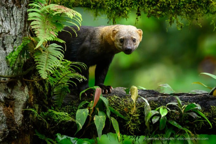 Tayra (Eira barbara)