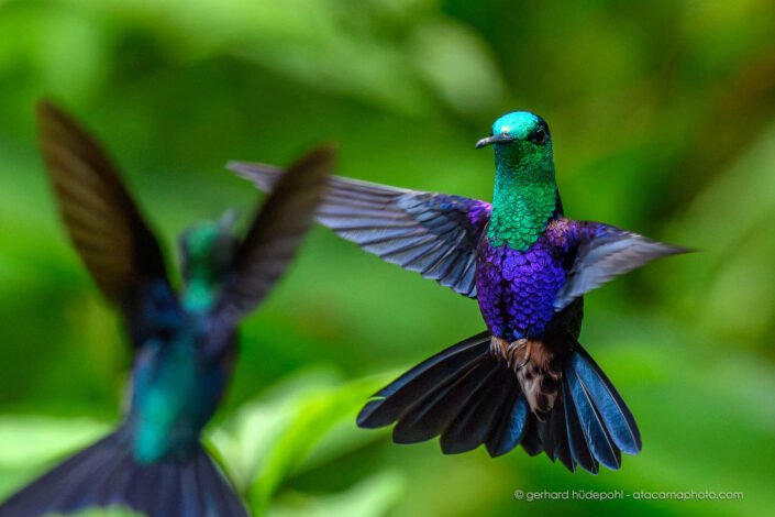 Two Crowned woodnymphs in a territorial fight, cloud forest Ecuador