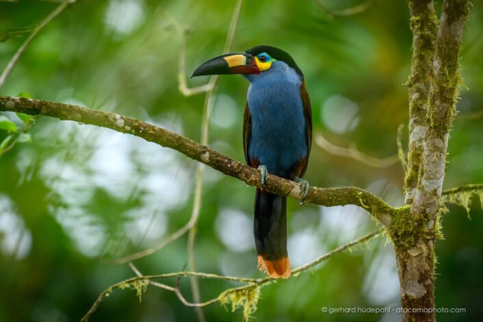 Plate-billed Mountain-Toucan (Andigena laminirostris)