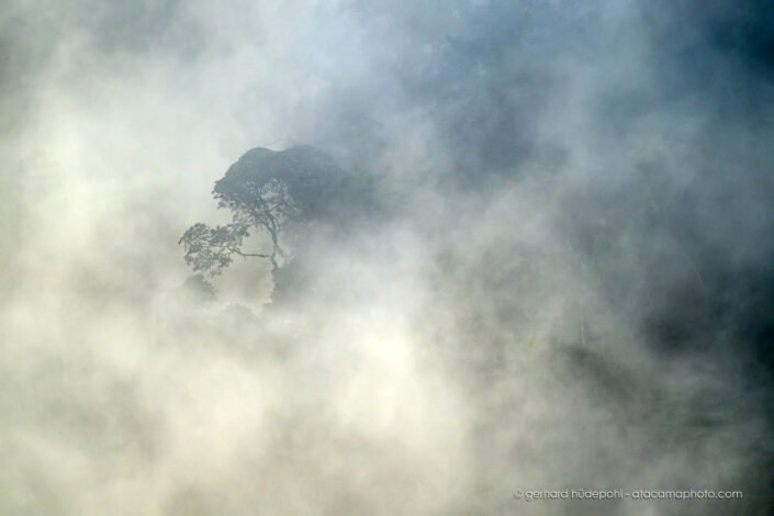 Early morning mood at Sumaco rainforest, Ecuador