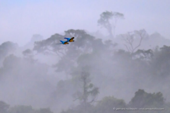 Blue-and-yellow Macaws flying in morning fog,Yasuni