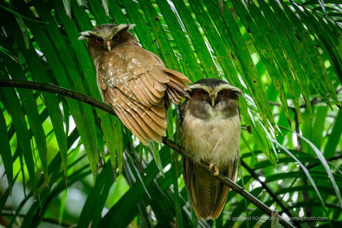 Crested Owls (Lophostrix cristata), Yasuni Ecuador