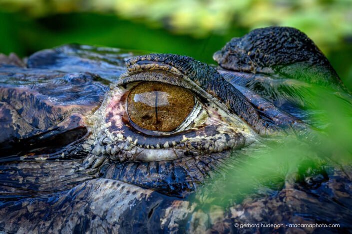 Looking into the eye of a black caiman