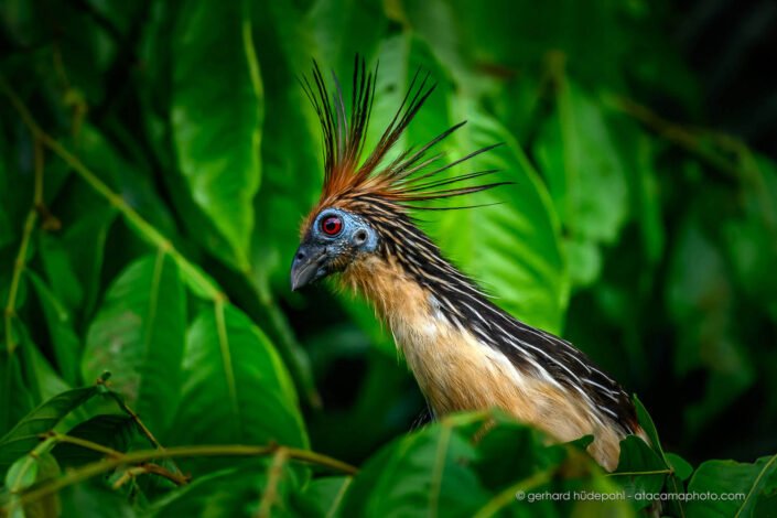 Portrait of a Hoatzin (Opisthocomus hoazin), Yasuni National Park, Ecuador