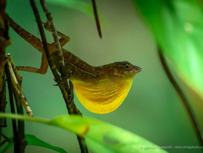 The Osa Anole (Anolis osa) is endemic to the rainforest of the Osa Peninsula in Costa Rica