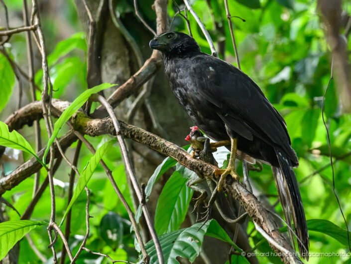 Rare black morph of Collared Forest-Falcon with a basilisk in his claws, Osa Peninsula