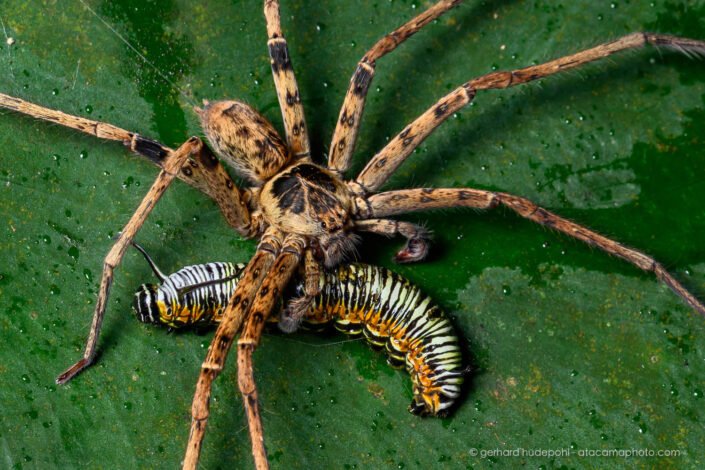 Giant huntsman spider (Heteropoda sp.) feeding on a caterpillar, Cuc Phuong N.P.