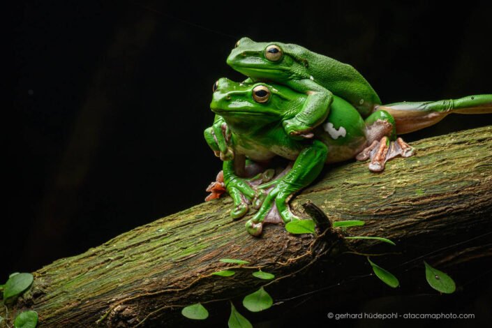 Chinese Flying Frog(Zhangixalus dennysi), Cuc Phuong National Park, Vietnam