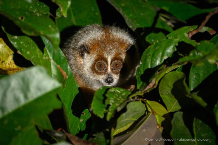 Northern Pygmy Slow Loris, a small nocturnal primate. Cuc Phuong National Park