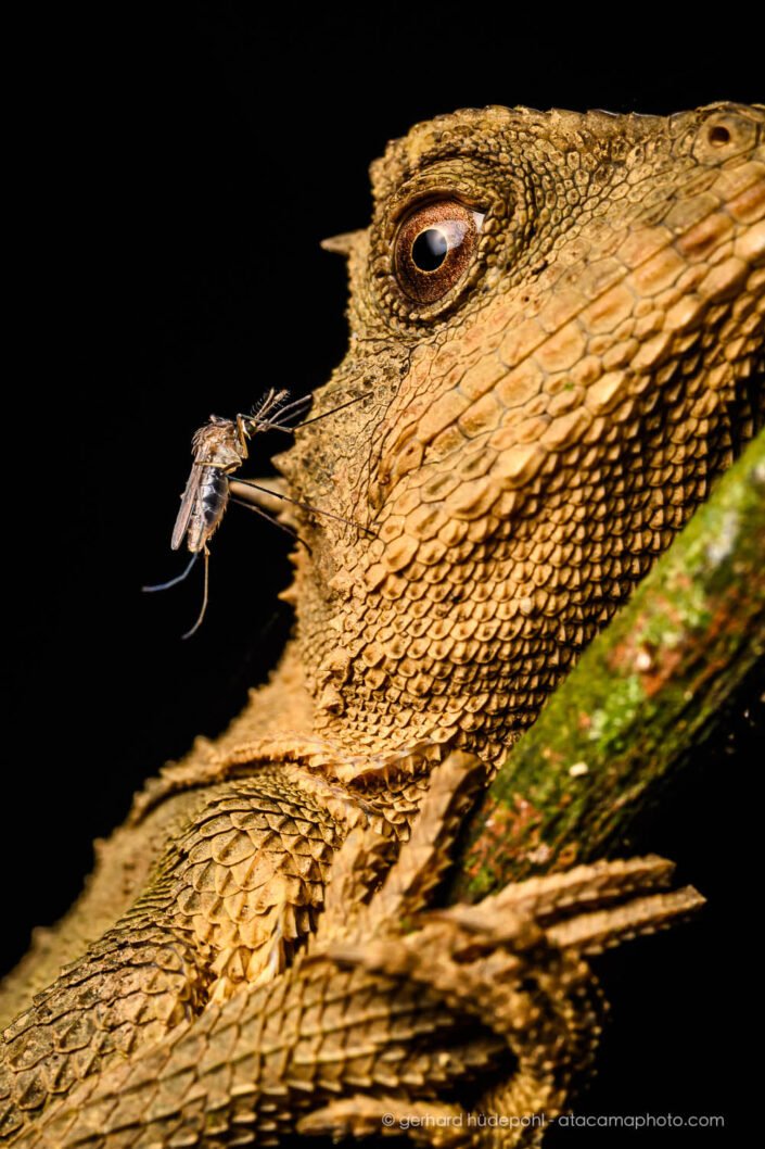 Scale-bellied Tree Lizard (Acanthosaura lepidogaster) gets attacked by mosquito