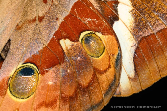 Detail of the Siam Jungleking (Thauria lathyi) wing