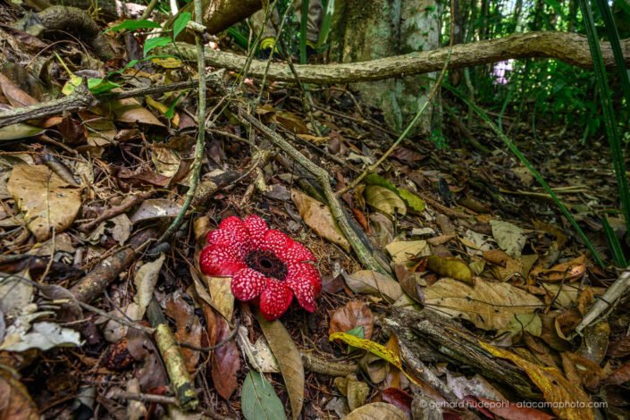 Parasitic Sapria himalayana in the rainforest of southern Vietnam