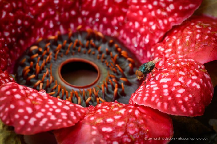 The bad smell of the Himalayan Sapria attracts flies which pollinate the flower