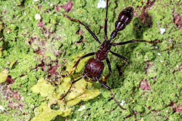 The bullet ant (Paraponera clavata) is known for its extremely painful sting.