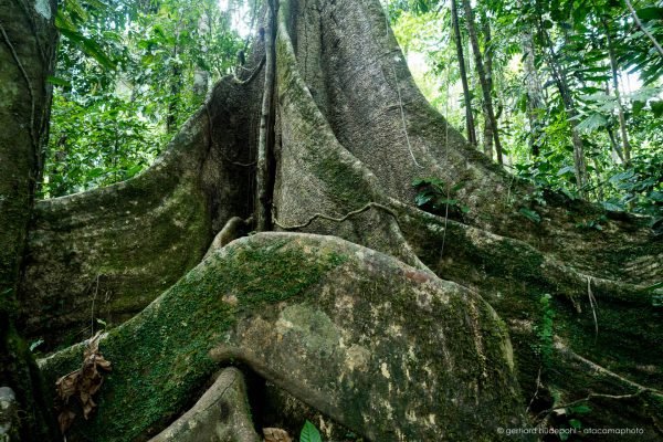 Large ficus tree with buttress roots at Amazon basin rainforest, Tambopata Reserve. Peru