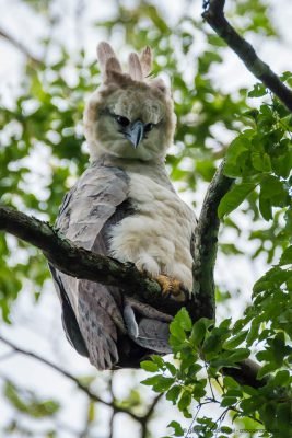 Harpy eagle (Harpia harpyja), the largest raptor of the Americas. Tambopata.