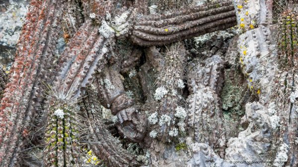 The cactus in the fog oasis of Morro Moreno national park are heavily covered with many different species of lichens