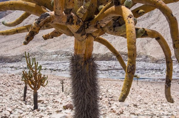 Candelabre cactus (Browningia candelaris) in the Andes near Putre, Chile